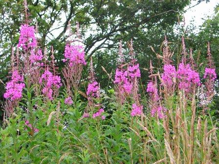  Image name: ramerino2.jpg 
 width: 448 pixel 
 height: 336 pixel 
 Size: 65495 bytes 
 Click to enlarge 